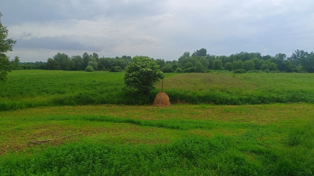 Beloševac