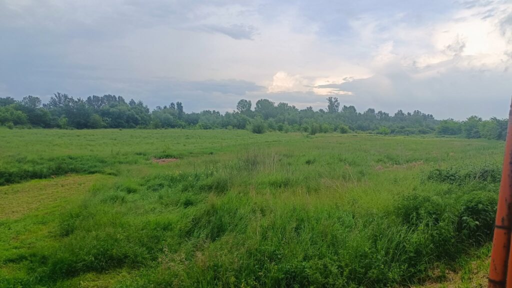 Beloševac